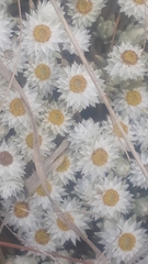 Helichrysum cerastioides