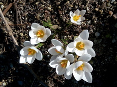 Crocus