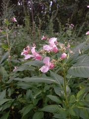 Impatiens glandulifera