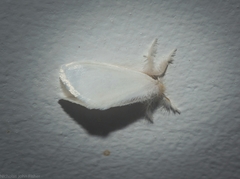 Euproctis panabra