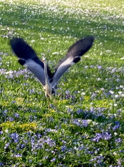 Ardea cinerea