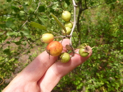 Crataegus condigna