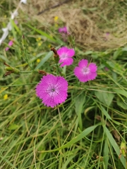 Dianthus chinensis