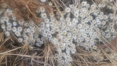 Helichrysum cerastioides