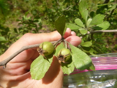Crataegus condigna