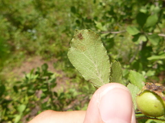 Crataegus condigna