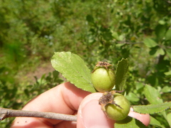 Crataegus condigna