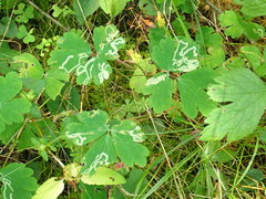 Phytomyza minuscula group