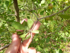 Crataegus condigna