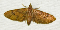 Eupithecia peckorum