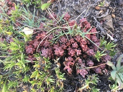 Sedum rupicola