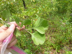 Crataegus condigna