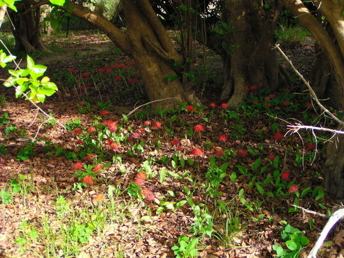 Bloodlily