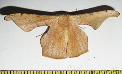 Xenimpia lactesignata