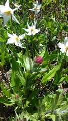 Castilleja parviflora oreopola