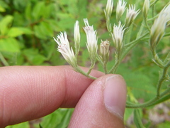 Eupatorium album