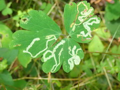 Phytomyza minuscula group