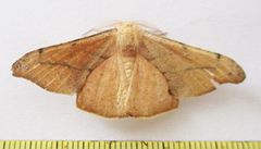 Xenimpia lactesignata