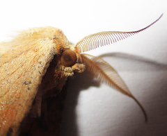 Xenimpia lactesignata