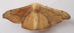 Xenimpia lactesignata