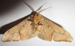 Xenimpia lactesignata