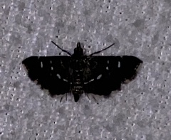 Diathrausta harlequinalis