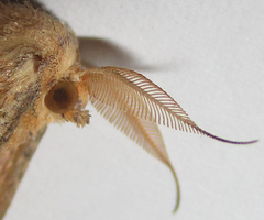 Xenimpia lactesignata