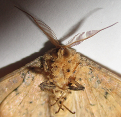 Xenimpia lactesignata