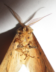 Xenimpia lactesignata