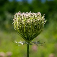 Daucus carota