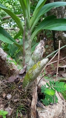 Catasetum maculatum