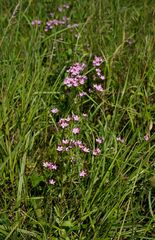 Centaurium erythraea