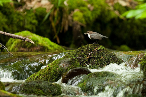 White-throated Dipper