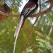 Terpsiphone viridis ferreti - Photo (c) Nik Borrow, algunos derechos reservados (CC BY-NC), subido por Nik Borrow
