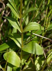Centaurium erythraea