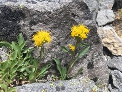 Solidago simplex nana