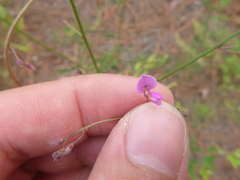 Desmodium strictum