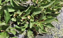 Solidago simplex nana