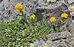 Solidago simplex nana