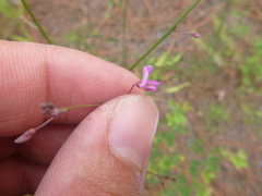 Desmodium strictum