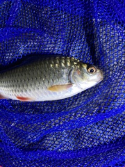 Systomus orphoides