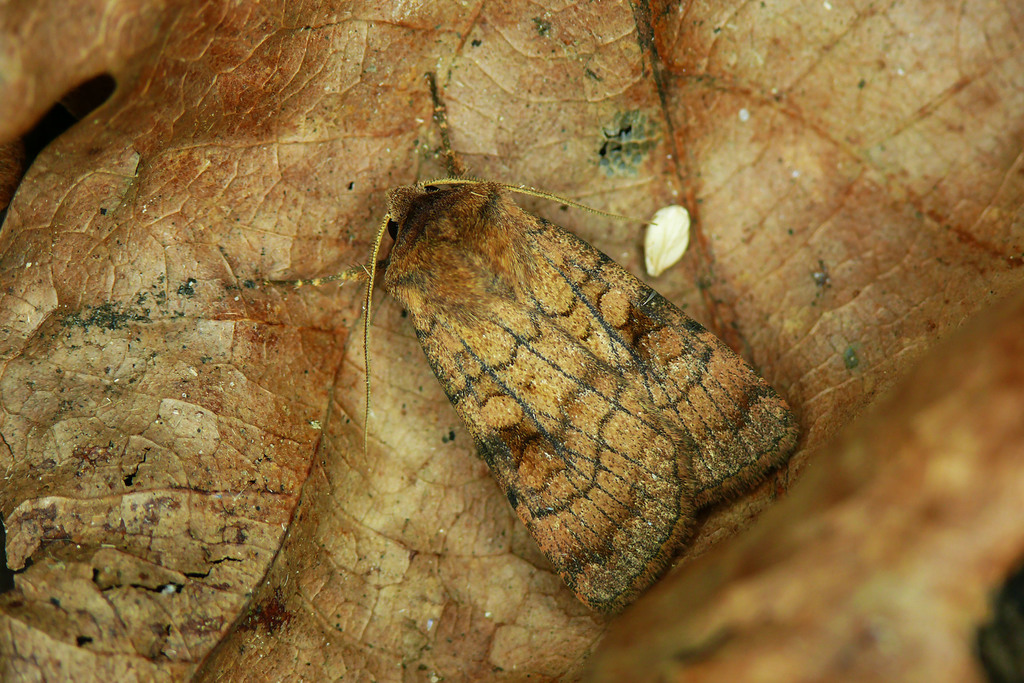 Six-striped Rustic and Allies