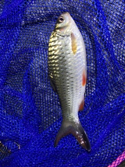 Systomus orphoides