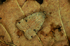Noctua orbona