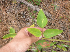 Desmodium nuttallii