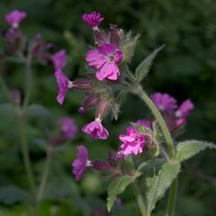 Silene dioica
