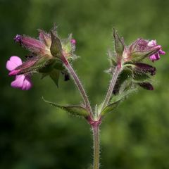 Silene dioica