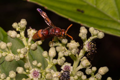 Antodynerus limbatus