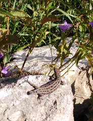 Lacerta agilis