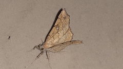 Lepidoptera